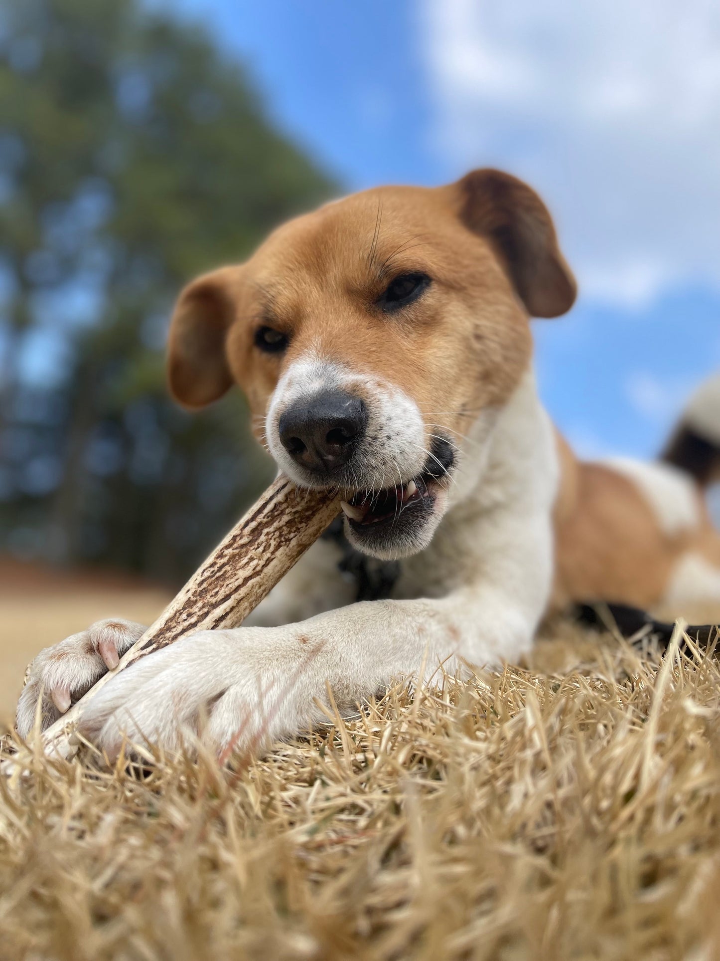 ドッグガム (えぞ鹿の角) 中型犬用