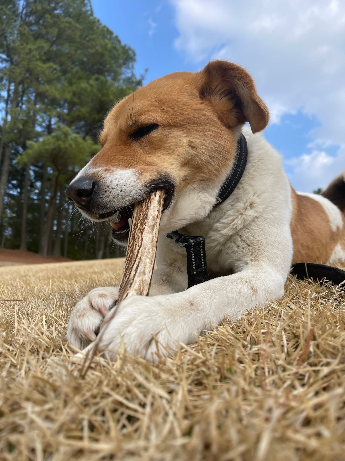 ドッグガム (えぞ鹿の角) 大型犬用